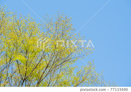 發芽, 樹 77133890