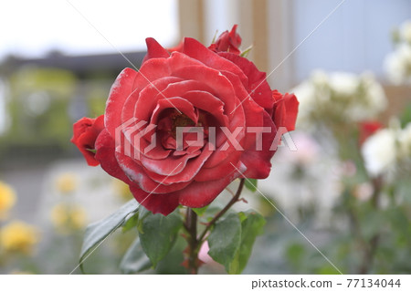 荒尾市少女公民花壇玫瑰花, 荒尾市少女公民花壇玫瑰花, 77134044