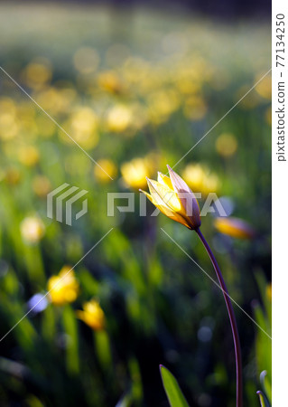 beautiful wild yellow tulips on the meadow 77134250