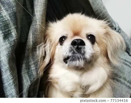 西藏獵犬 西藏獵犬 77134416