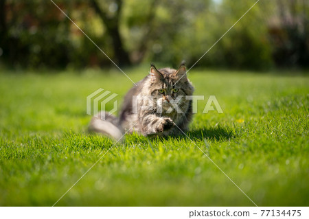 maine coon cat on the prowl hunting 77134475