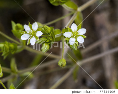 Nebarinominotsuzuri 的白花 Nebarinominotsuzuri 的白花 77134506