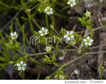 Nebarinominotsuzuri 的白花 Nebarinominotsuzuri 的白花 77134507