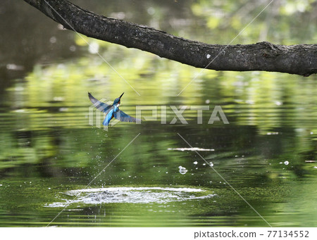 Kingfisher diving 77134552