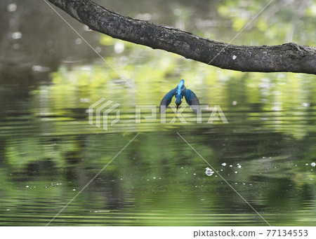 Kingfisher diving 77134553