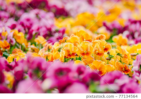 Brilliant yellow pansy 77134564