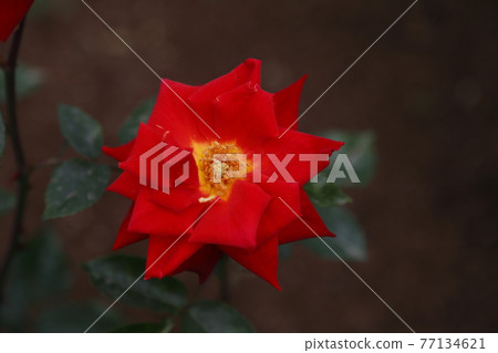 荒尾市少女公民花壇玫瑰花， 77134621