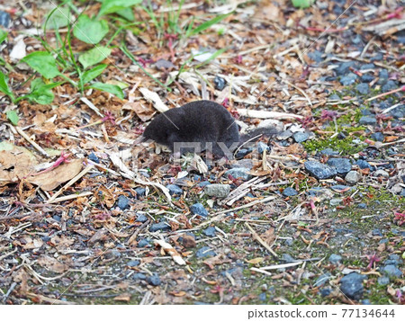 Round and chunky mole kid walking on the ground 77134644