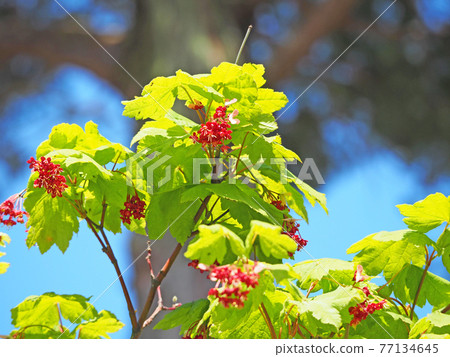 Acer japonicum with leaves in the shape of a tengu feather fan 77134645