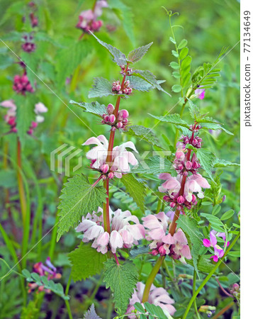 Dead-nettle with pink flowers, a perennial plant that blooms in the fields and on the roadside 77134649