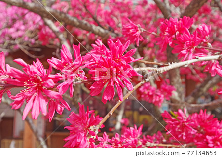 雙花桃 深粉色蜘蛛桃花 77134653