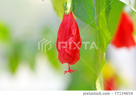 向下猩紅色的花邦聯玫瑰原產於熱帶美洲 77134659