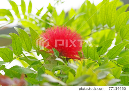 帶半球形花的熱帶植物紅色粉撲 帶半球形花的熱帶植物紅色粉撲 77134660