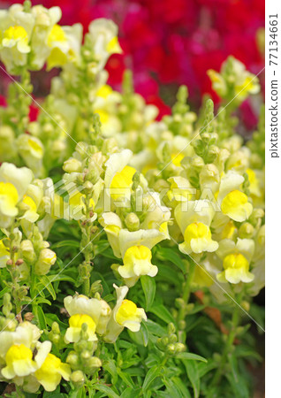 金魚草 春天花壇裡盛開的五顏六色的花 照片素材 圖片 圖庫