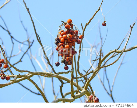 Sapindaceae tree whose black seeds in the fruit become feathers with feathers 77134664