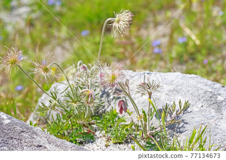 Endangered Pulsatilla vulgaris native to the mountains Endangered Pulsatilla vulgaris native to the mountains 77134673