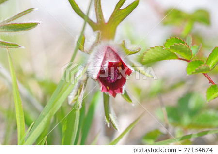 Endangered Pulsatilla vulgaris native to the mountains Endangered Pulsatilla vulgaris native to the mountains 77134674