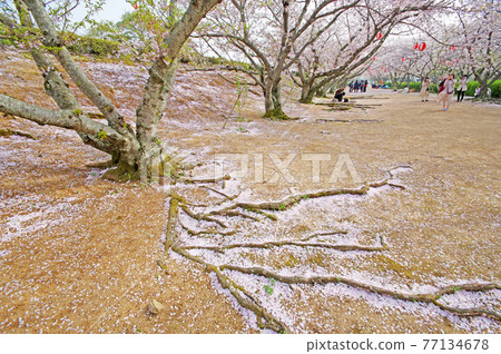 櫻花樹的根和地上的粉紅色花朵 77134678