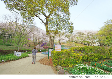 Shimonoseki City Fire Mountain Park Turkey Tulip Garden People walking around 77134690