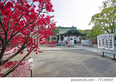 Famous peaches Taga Shrine Haiden and Kikumomo in Nogata City Famous peaches Taga Shrine Haiden and Kikumomo in Nogata City 77134697