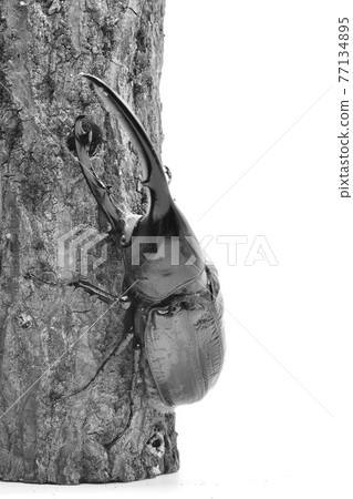 大力神瑞奇 77134895