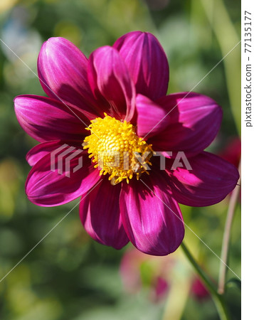 菊花淑梅 菊花淑梅 77135177