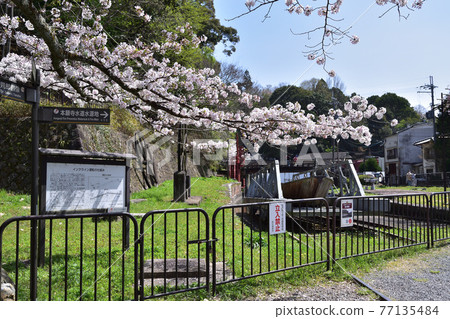 京都凱上斜坡和櫻花 77135484