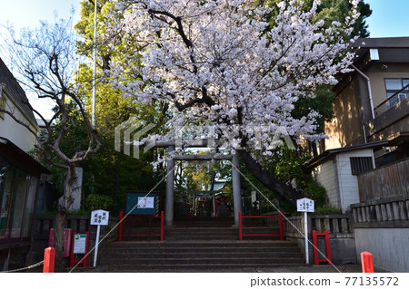 Torii and cherry blossoms at Setagaya Rokusho Shrine 77135572