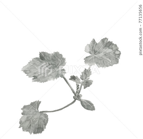 Monotone zucchini seedlings [ink painting style watercolor] Monotone vegetable material White background PNG 77135656