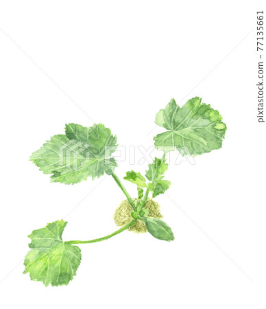 Zucchini seedlings with mud [Hand-painted watercolor] Vegetable material White background PNG 77135661