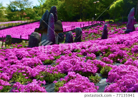 Amazing spring landscape of Spashland Amazing spring landscape of Spashland 77135941