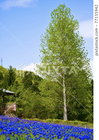 Amazing spring landscape of Spashland Amazing spring landscape of Spashland 77135942