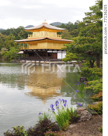 春天的茅草屋頂金閣寺 春天的茅草屋頂金閣寺 77136205