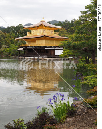 春天的茅草屋頂金閣寺 春天的茅草屋頂金閣寺 77136206
