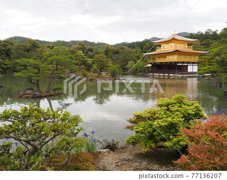 春天的茅草屋頂金閣寺 77136207