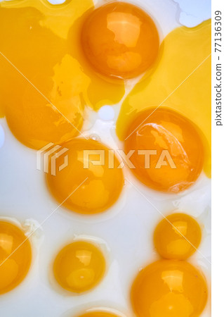 Vertical shot egg yolks on white background. 77136309