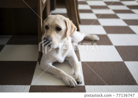 Yellow Labrador Retriever, prone pose Yellow Labrador Retriever, prone pose 77136747