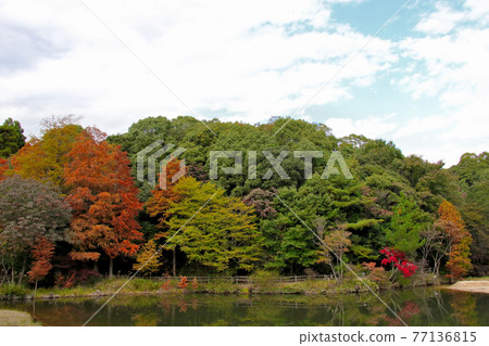 Autumn leaves of Mikuruma Pond in Hyogo Prefectural Kabutoyama Forest Park 77136815