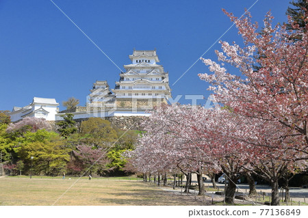 View of Himeji Castle from Sakura Himeyama Park [horizontal] 77136849