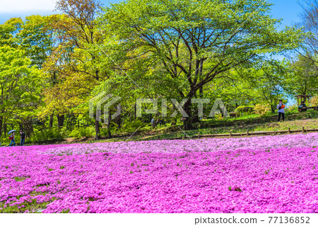 埼玉縣秩父羊山公園的日本春季苔蘚福祿考 77136852