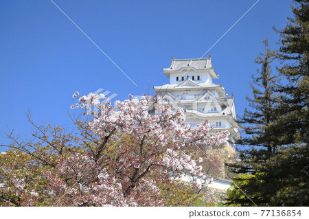 View of Himeji Castle from the ruins of Mukaioyashiki, where cherry blossoms bloom in spring ② 77136854
