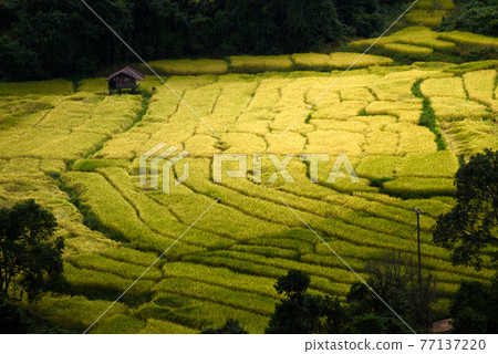 The beautiful scenery of the golden terraced rice field in Khun Pae, Chiang Mai, Thailand. 77137220