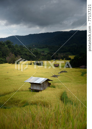 The beautiful scenery of the golden terraced rice field in Khun Pae, Chiang Mai, Thailand. The beautiful scenery of the golden terraced rice field in Khun Pae, Chiang Mai, Thailand. 77137221