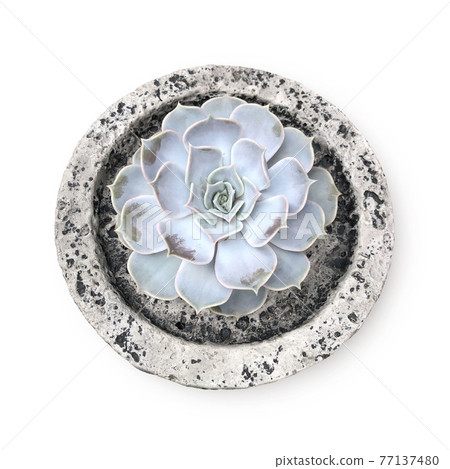 Succulent plants in a pot isolated on white background Succulent plants in a pot isolated on white background 77137480