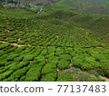 Tea plantation Tea plantation 77137483