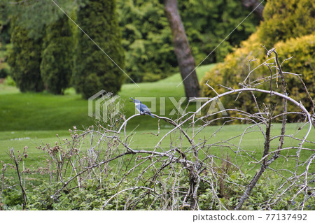 Canadian crested kingfisher eating small fish on a branch Westbank-Bar British Columbia Canada 77137492