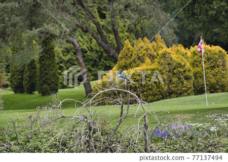 Canadian crested kingfisher eating small fish on a branch Westbank-Bar British Columbia Canada Canadian crested kingfisher eating small fish on a branch Westbank-Bar British Columbia Canada 77137494