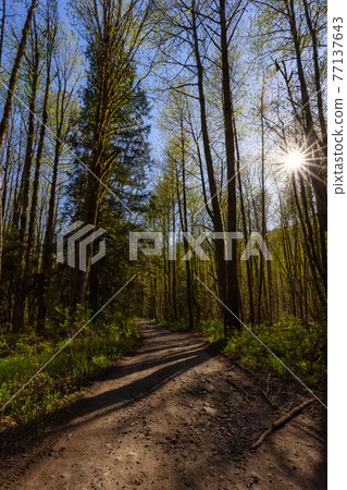 Dirt Road in the Green Rain Forest during a sunny spring day 77137643