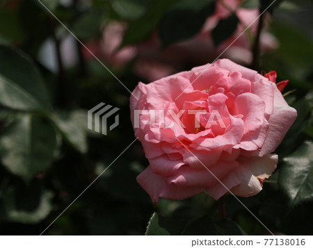 Rose (Princess Aiko) [At Yatsu Rose Garden] 77138016