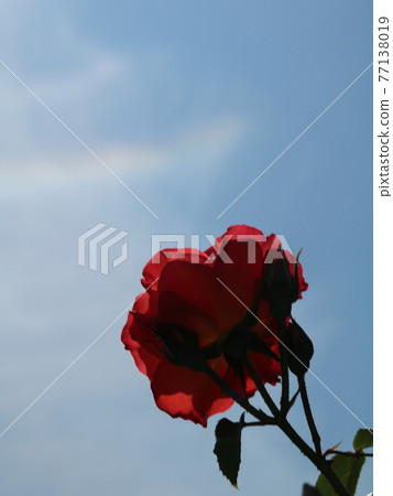 Rose Princess Michiko [at Yatsu Rose Garden] 77138019